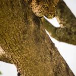 Traveler’s Journal: On safari in Botswana and Tanzania