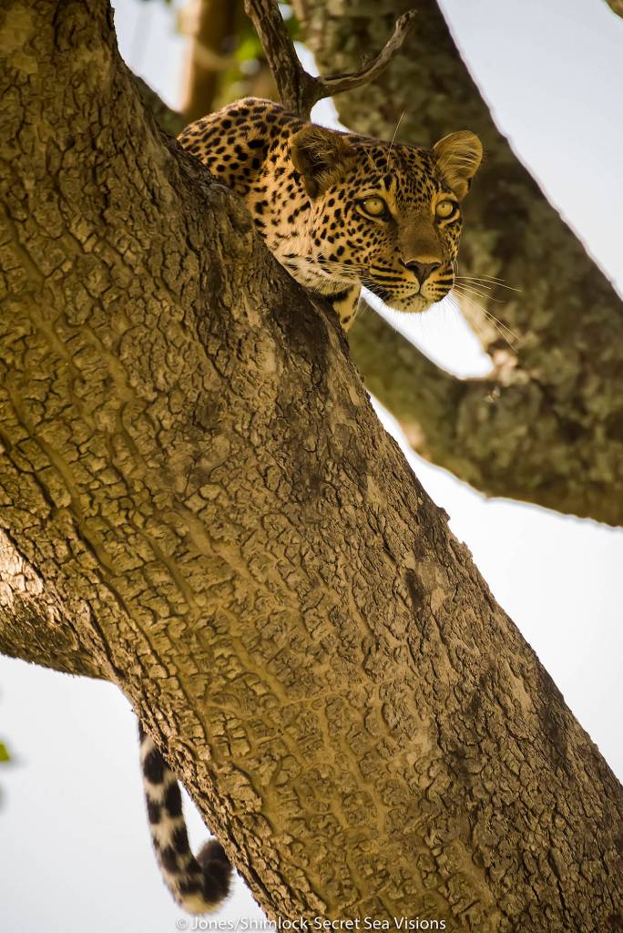 Traveler’s Journal: On safari in Botswana and Tanzania
