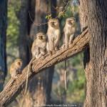 Traveler’s Journal: On safari in Botswana and Tanzania