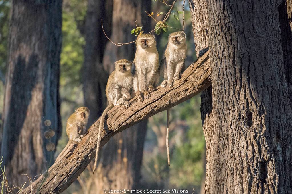 Traveler’s Journal: On safari in Botswana and Tanzania