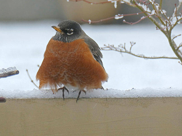 Robin ready for a snow day