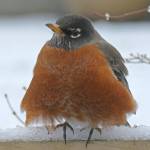 Robin ready for a snow day