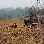 Last week, a local resident snapped a photo of a Sequim elk being killed in a field near Port Williams Road. State officials with the Department of Fish and Wildlife report the elk was legally killed because the herds numbers, about 40 elk, have been negatively affecting area crops. Depending on how much damage they inflict, the numbers may be thinned to about 25 elk, Fish and Wildlife staff said. Submitted photo
