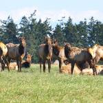 Sequims elk herd, seen here in 2013, reached about 100 total elk about 10 years ago before local farmers found the numbers were too large and hurt local crop production. Washington Department of Fish and Wildlife staff report Sequims situation has become more manageable for land owners with about 40 elk currently in the area after efforts to control the population numbers. Photo by Jay Cline