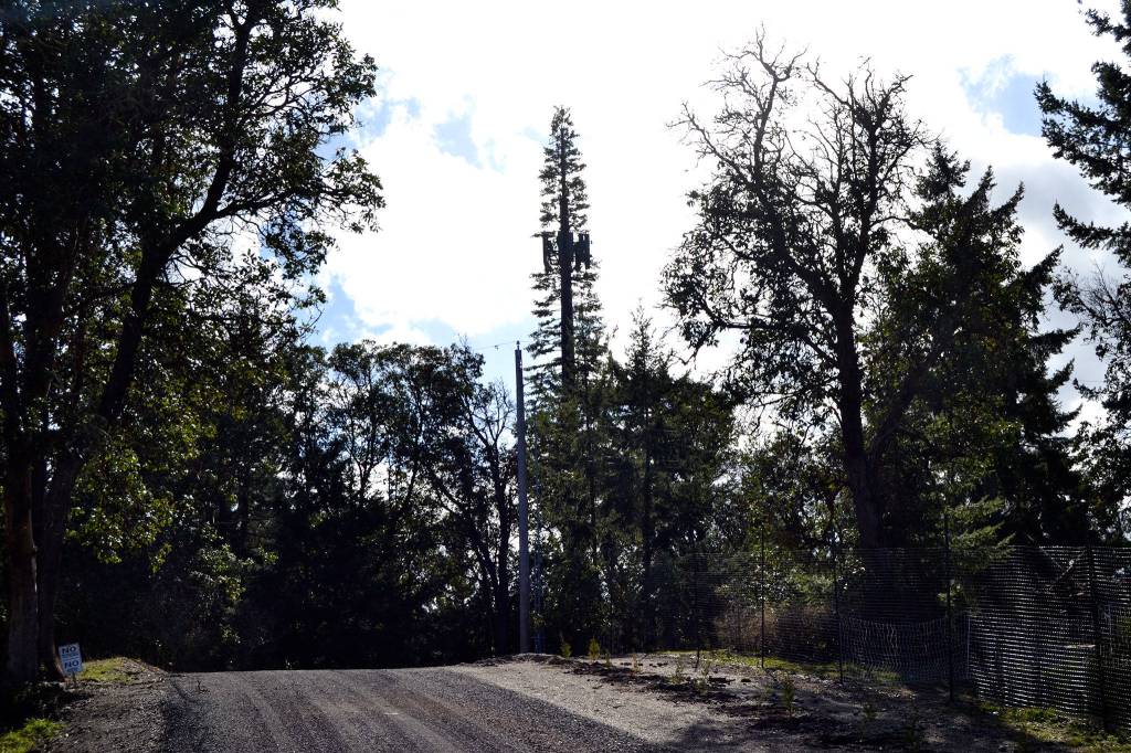 From Brigadoon Boulevard, a 150-foot tower stands among trees. It offers spots for expanded spots for three wireless phone companies, a new radio station, and expanded radio services for local first responders. Two lawsuits against the tower remain open in the Court of Appeals from local homeowners but a date has not been set. Sequim Gazette photo by Matthew Nash