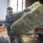 Davyd Cowan, warehouse worker at Leitz Farms in Port Angeles, loads hay into a customers vehicle on Monday. (Jesse Major/Peninsula Daily News)