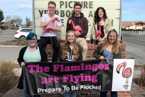 SHS seniors prep for annual flamingo fundraiser