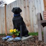 Kevin Cassidy installed a new Stolli the dog statue on March 16 after the previous one was stolen and broken. It memorialized his dog who often sat on the corner of Hendrickson and Priest roads and interacted with locals. Sequim Gazette photo by Matthew Nash