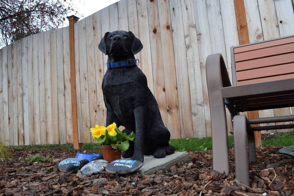 Kevin Cassidy installed a new Stolli the dog statue on March 16 after the previous one was stolen and broken. It memorialized his dog who often sat on the corner of Hendrickson and Priest roads and interacted with locals. Sequim Gazette photo by Matthew Nash