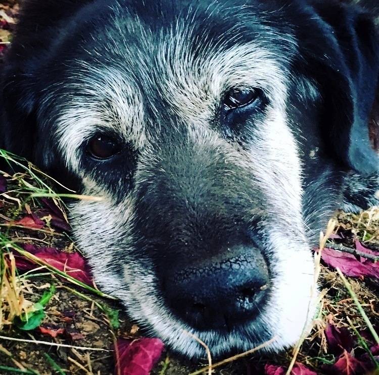 Stolli the dog died on Aug. 31, 2016, but Sequim residents came together to fund a statue to place by the dogs favorite spot in front of her familys business. Photo courtesy of Teresa Cassidy