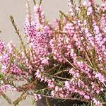 Get It Growing: Heathers offer color for all seasons