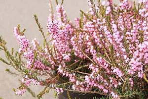 Get It Growing: Heathers offer color for all seasons