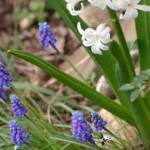 Get It Growing: April gardening activities