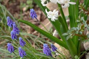 Get It Growing: April gardening activities