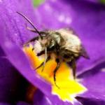 Get It Growing: Getting started with mason bees