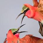 Pink-themed First Friday Art Walk also for the birds