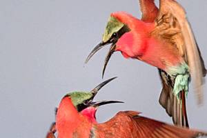 Pink-themed First Friday Art Walk also for the birds