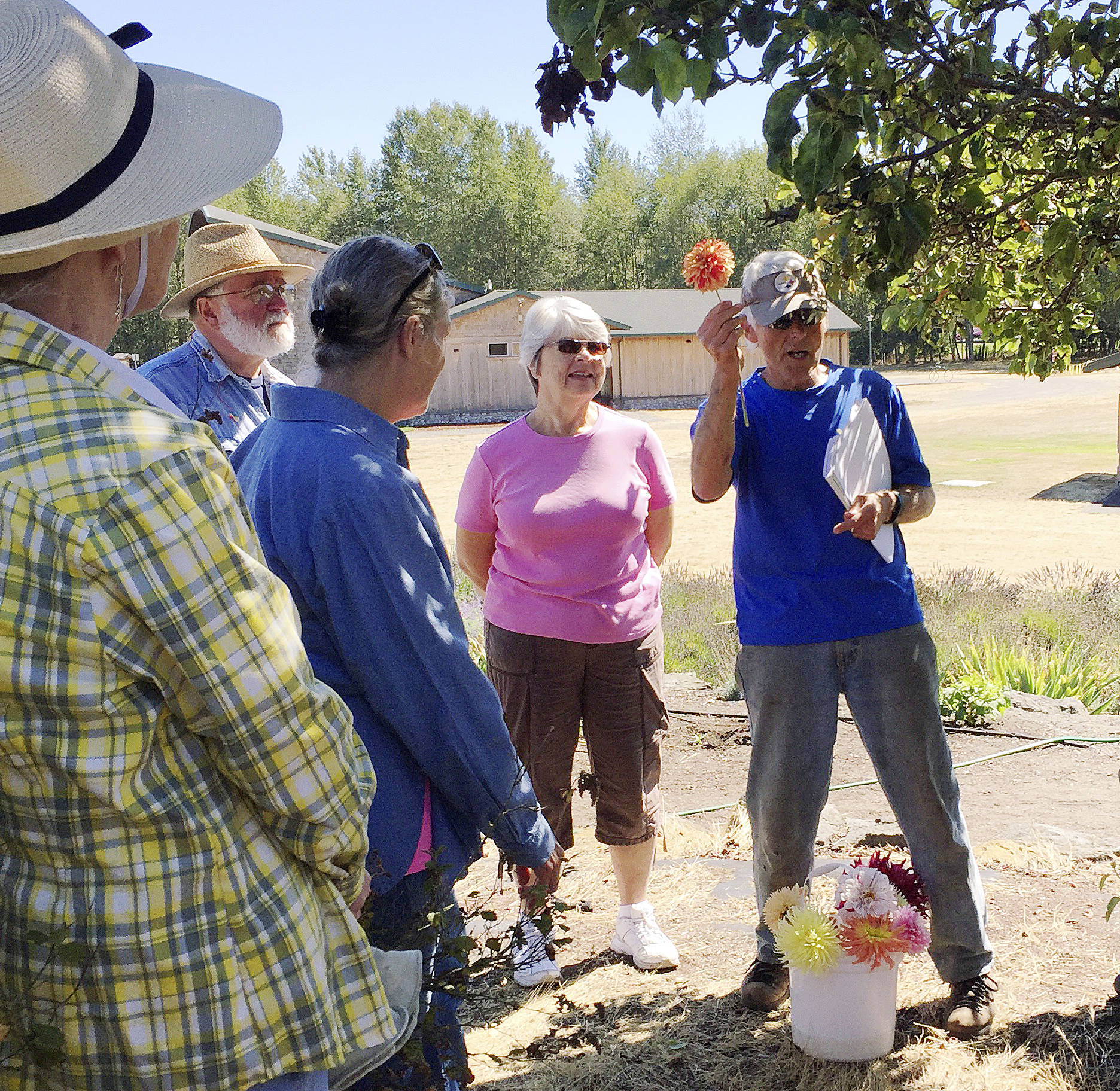 Lee Bowen, the Sequim Botanical Garden Societys resident dahlia expert, will demonstrate the selection and planting of dahlia tubers on April 21, the Sequim Botanical Garden Societys first Work to Learn party of 2018. Submitted photo