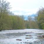 The Dungeness River flows past Ward Road near Sequim on Monday. Clallam County officials said Monday the Hirst fix has little effect currently on how Clallam County manages its water supply and does not yet affect residents who live in areas covered in the Dungeness water rule. (Jesse Major/Peninsula Daily News)