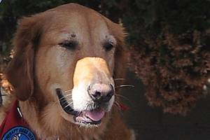 Hospice healing on four legs: Canine program looks to lift up spirits through canine visits