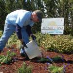 Walt Gifford, a member of the Calvary Chapel congregation in Sequim waters a plant bed at Serenity Houses Sunbelt Apartment complex on April 21 as part of the Sequim Beautiful Day event. Sequim Gazette photo by Erin Hawkins