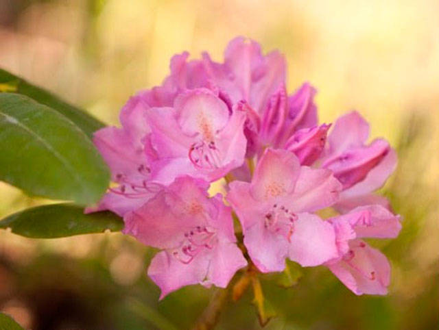 Get It Growing: Set your May gardening calendar