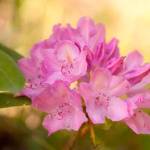 Get It Growing: Set your May gardening calendar