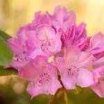 Get It Growing: Set your May gardening calendar