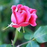 Get It Growing: Getting off on the right foot with roses