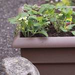 Get It Growing: Growing berries in containers
