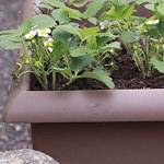 Get It Growing: Growing berries in containers