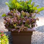 Get It Growing: A quick look at container gardening