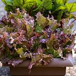 Get It Growing: A quick look at container gardening