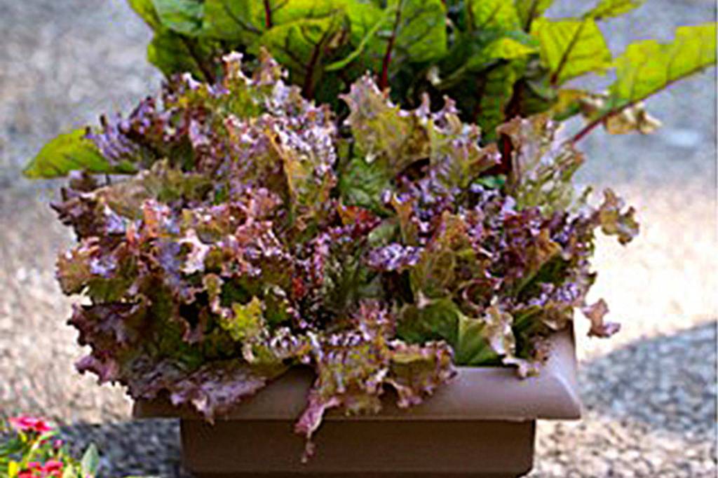 Get It Growing: A quick look at container gardening