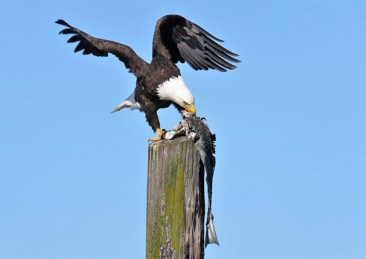 Dining at Dungeness Landing