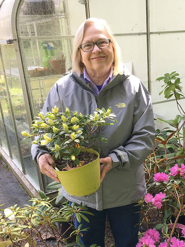 Learn about growing rhododendrons