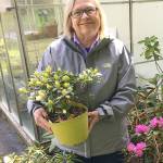 Learn about growing rhododendrons