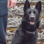 Sequim’s new K-9 team receives certification, begins patrols