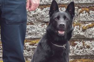 Sequim’s new K-9 team receives certification, begins patrols