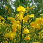 Spring blooms bring unwanted Scotch Broom