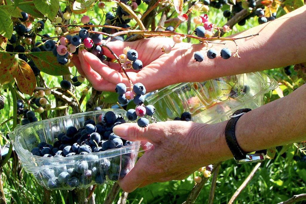 Gleaners seeking extra fruits, vegetables during growing season