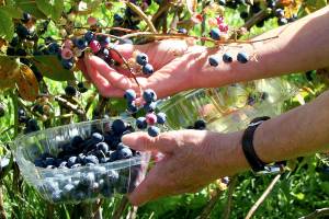Gleaners seeking extra fruits, vegetables during growing season