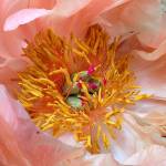 Learn about peony varieties at garden society work party