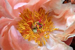 Learn about peony varieties at garden society work party