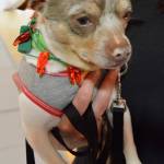 Ambasadog Kingston greets attendees of the Meowgaritas and Mutts event. Submitted photo