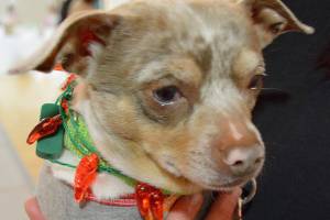 Milestone: OPHS’s ‘Meowgartias & Mutts’ raises $200K+