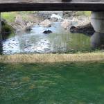 In early May, staff with the City of Sequim installed a new pipeline to pump reclaimed water into the holding pond in the Water Reclamation Demonstration Site to help with oxygen flow for fish. However, warm temperatures caused the delay of Kids Fishing Day on May 19 because hundreds of fish died. Sequim Gazette photo by Matthew Nash