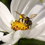 Get It Growing: Set your June gardening calendar