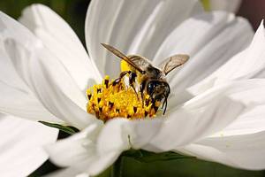Get It Growing: Set your June gardening calendar