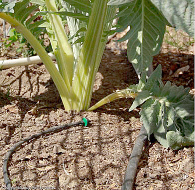 Get It Growing: Consider drip irrigation